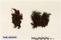 藏品(平苔科)的圖片